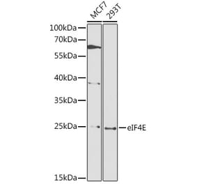 Western Blot - Anti-EIF4E Antibody (A88861) - Antibodies.com