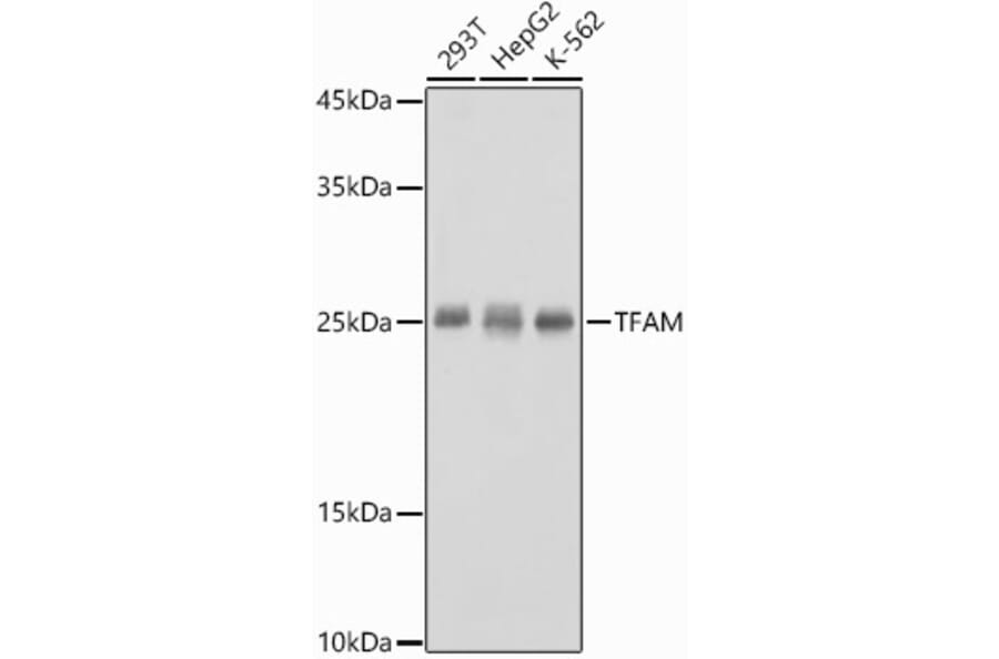 Western Blot - Anti-mtTFA Antibody (A88862) - Antibodies.com