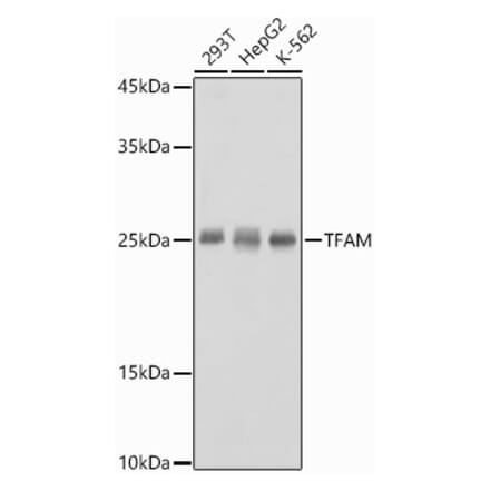 Western Blot - Anti-mtTFA Antibody (A88862) - Antibodies.com