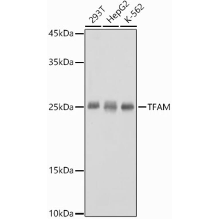 Western Blot - Anti-mtTFA Antibody (A88862) - Antibodies.com