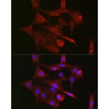 Immunofluorescence - Anti-mtTFA Antibody (A88862) - Antibodies.com
