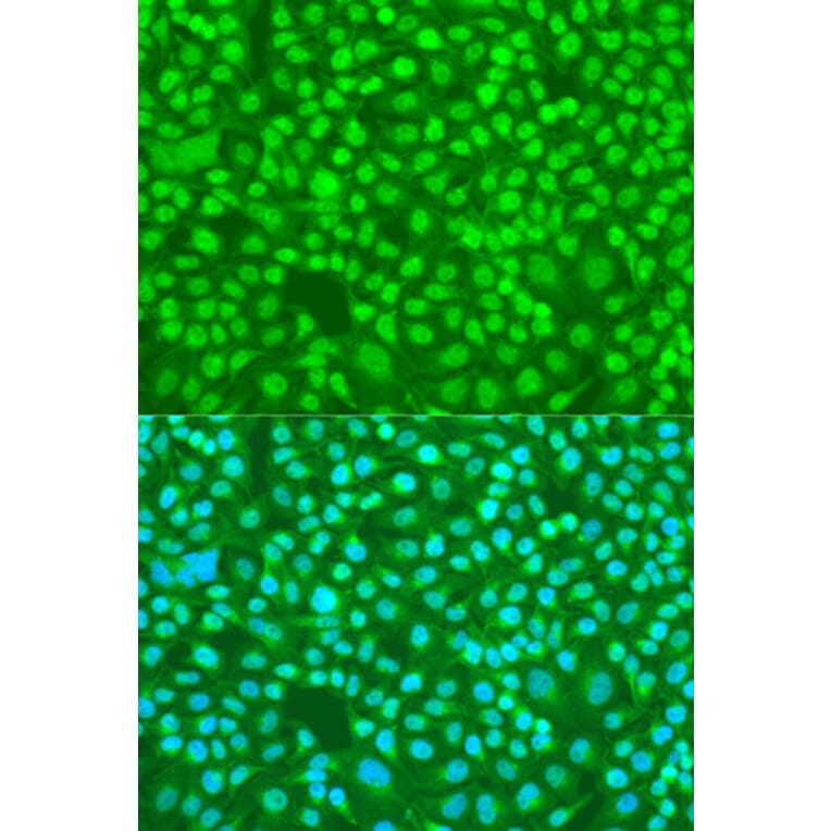 Immunofluorescence - Anti-SFRS9/SRSF9 Antibody (A88863) - Antibodies.com
