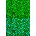 Immunofluorescence - Anti-SFRS9/SRSF9 Antibody (A88863) - Antibodies.com