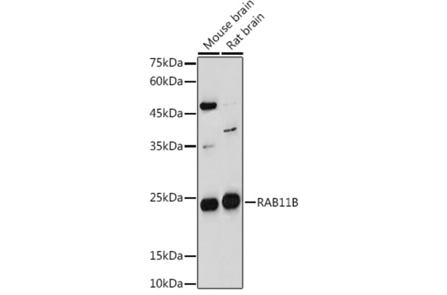 Western Blot - Anti-RAB11B Antibody (A88864) - Antibodies.com