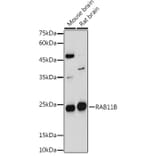 Western Blot - Anti-RAB11B Antibody (A88864) - Antibodies.com