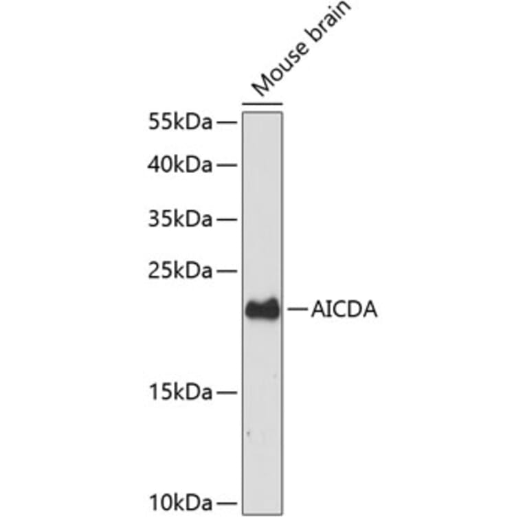 Western Blot - Anti-AICDA Antibody (A88865) - Antibodies.com
