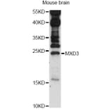 Western Blot - Anti-MXD3 Antibody (A14631) - Antibodies.com