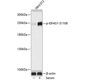 Western Blot - Anti-eIF4G1 (phospho Ser1108) Antibody (A88872) - Antibodies.com