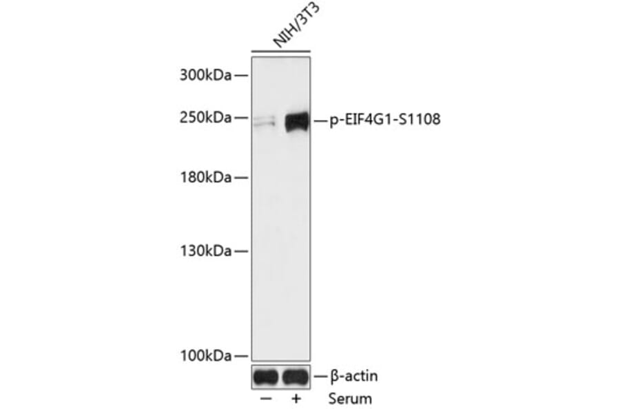 Western Blot - Anti-eIF4G1 (phospho Ser1108) Antibody (A88872) - Antibodies.com