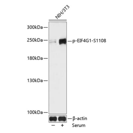 Western Blot - Anti-eIF4G1 (phospho Ser1108) Antibody (A88872) - Antibodies.com