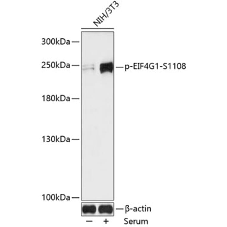 Western Blot - Anti-eIF4G1 (phospho Ser1108) Antibody (A88872) - Antibodies.com