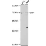 Western Blot - Anti-SON/DBP5 Antibody (A88873) - Antibodies.com