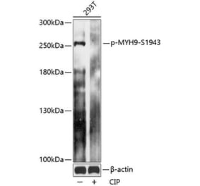 Western Blot - Anti-non-muscle Myosin IIA (phospho Ser1943) Antibody (A88874) - Antibodies.com