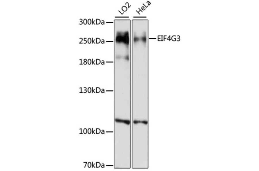 Western Blot - Anti-eIF4GII Antibody (A88875) - Antibodies.com