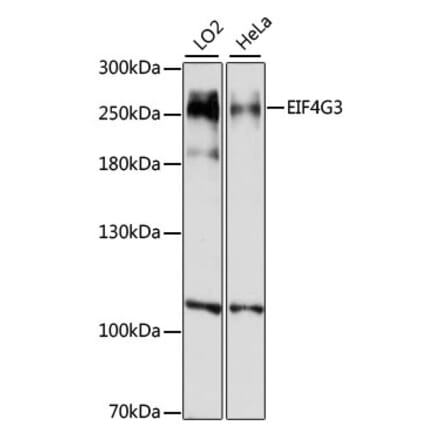 Western Blot - Anti-eIF4GII Antibody (A88875) - Antibodies.com