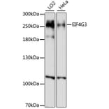 Western Blot - Anti-eIF4GII Antibody (A88875) - Antibodies.com