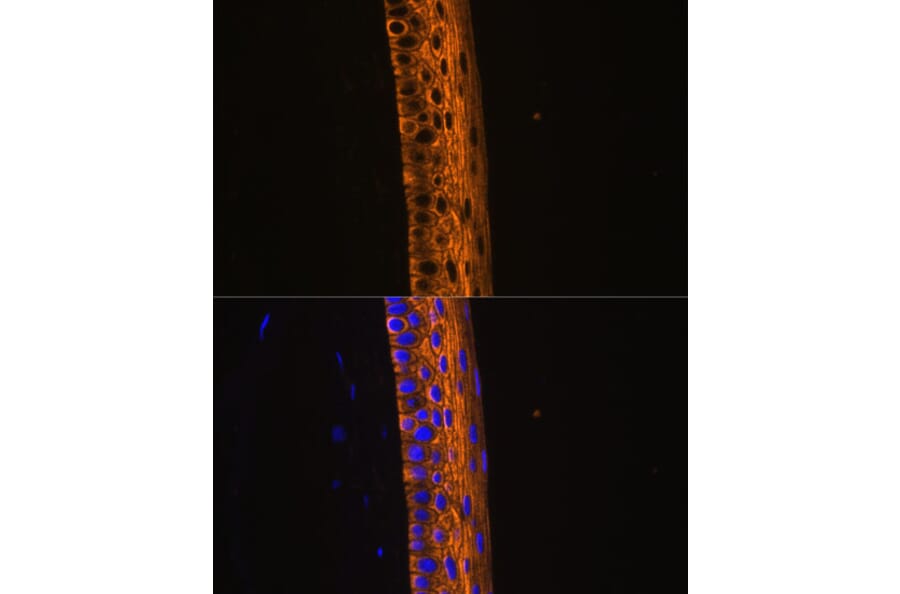Immunofluorescence - Anti-MYH13 Antibody (A88877) - Antibodies.com