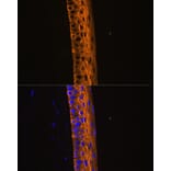 Immunofluorescence - Anti-MYH13 Antibody (A88877) - Antibodies.com