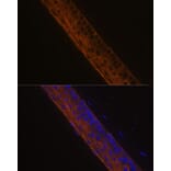 Immunofluorescence - Anti-MYH13 Antibody (A88877) - Antibodies.com