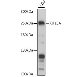 Western Blot - Anti-KIF13A Antibody (A88878) - Antibodies.com