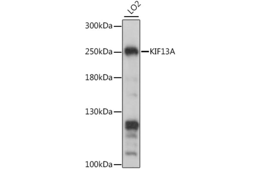 Western Blot - Anti-KIF13A Antibody (A88878) - Antibodies.com