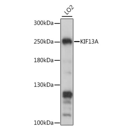 Western Blot - Anti-KIF13A Antibody (A88878) - Antibodies.com