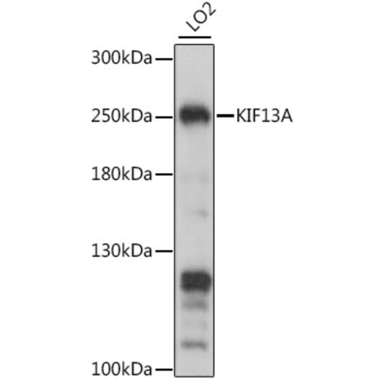 Western Blot - Anti-KIF13A Antibody (A88878) - Antibodies.com