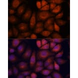 Immunofluorescence - Anti-KIF13A Antibody (A88878) - Antibodies.com