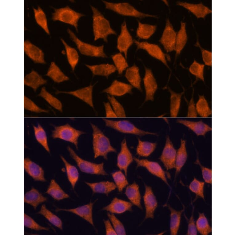 Immunofluorescence - Anti-KIF13A Antibody (A88878) - Antibodies.com