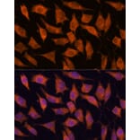 Immunofluorescence - Anti-KIF13A Antibody (A88878) - Antibodies.com