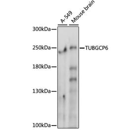 Western Blot - Anti-GCP6 Antibody (A88879) - Antibodies.com