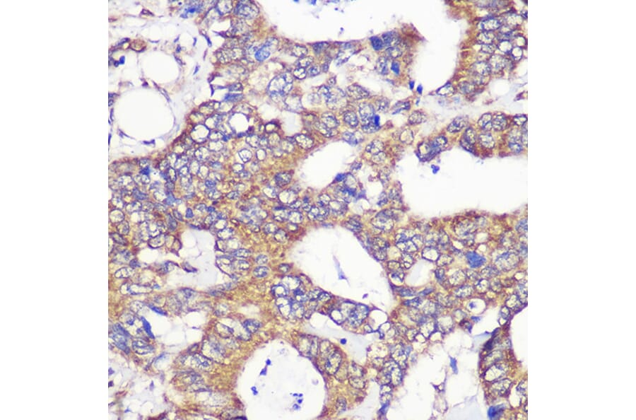 Immunohistochemistry - Anti-GCP6 Antibody (A88879) - Antibodies.com