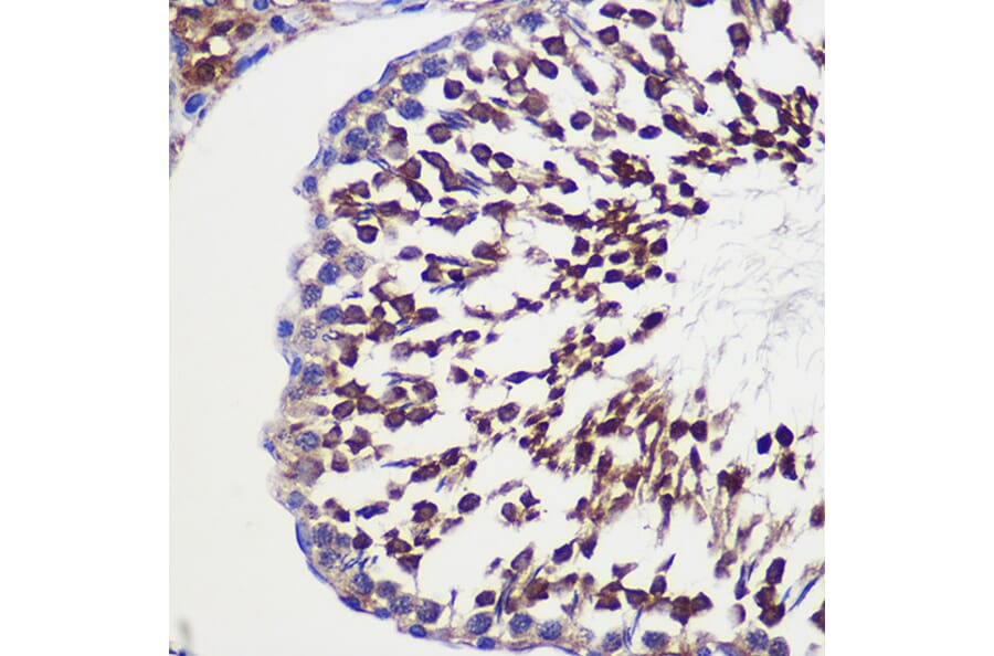 Immunohistochemistry - Anti-GCP6 Antibody (A88879) - Antibodies.com