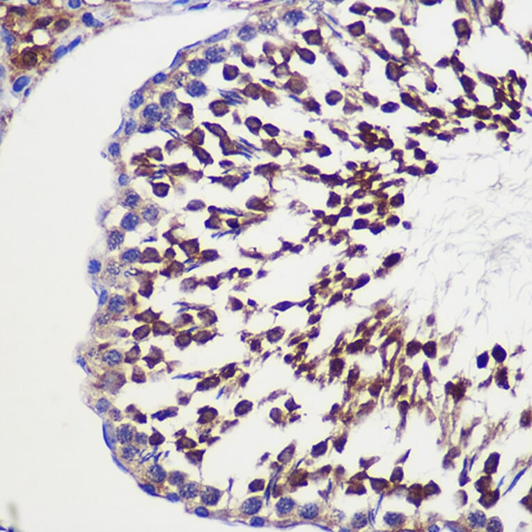 Immunohistochemistry - Anti-GCP6 Antibody (A88879) - Antibodies.com