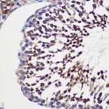 Immunohistochemistry - Anti-GCP6 Antibody (A88879) - Antibodies.com