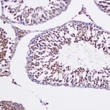 Immunohistochemistry - Anti-GCP6 Antibody (A88879) - Antibodies.com