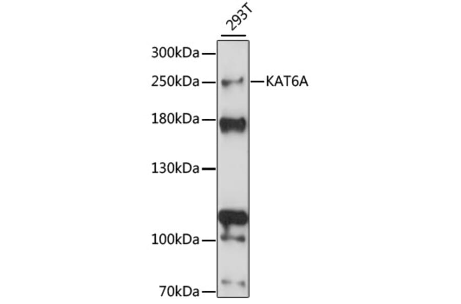 Western Blot - Anti-Histone acetyltransferase MYST3/MOZ Antibody (A88880) - Antibodies.com