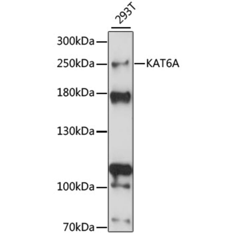 Western Blot - Anti-Histone acetyltransferase MYST3/MOZ Antibody (A88880) - Antibodies.com