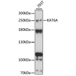 Western Blot - Anti-Histone acetyltransferase MYST3/MOZ Antibody (A88880) - Antibodies.com