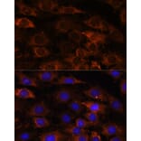 Immunofluorescence - Anti-HEBP2 Antibody (A88889) - Antibodies.com