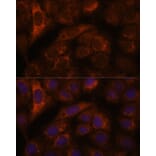 Immunofluorescence - Anti-HEBP2 Antibody (A88889) - Antibodies.com