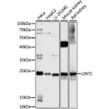 Western Blot - Anti-LIN7 Antibody (A88891) - Antibodies.com