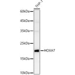 Western Blot - Anti-HOXA7 Antibody (A88895) - Antibodies.com