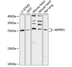 Western Blot - Anti-ARFRP1 Antibody (A88899) - Antibodies.com