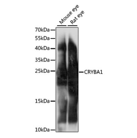 Western Blot - Anti-beta Crystallin A3 Antibody (A88903) - Antibodies.com