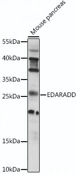 Western blot analysis of extracts of mouse pancreas, using Anti-EDARADD Antibody (A15951) at 1:1,000 dilution.
Secondary antibody: Goat Anti-Rabbit IgG (H+L) (HRP) (AS014) at 1:10,000 dilution.
Lysates / proteins: 25µg per lane.
Blocking buffer: 3% non-fat dry milk in TBST.
Detection: ECL Basic Kit (RM00020).
Exposure time: 90s.