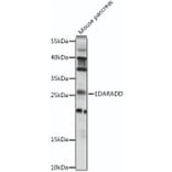 Western Blot - Anti-EDARADD Antibody (A88904) - Antibodies.com