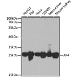 Western Blot - Anti-AK3L1 Antibody (A88908) - Antibodies.com
