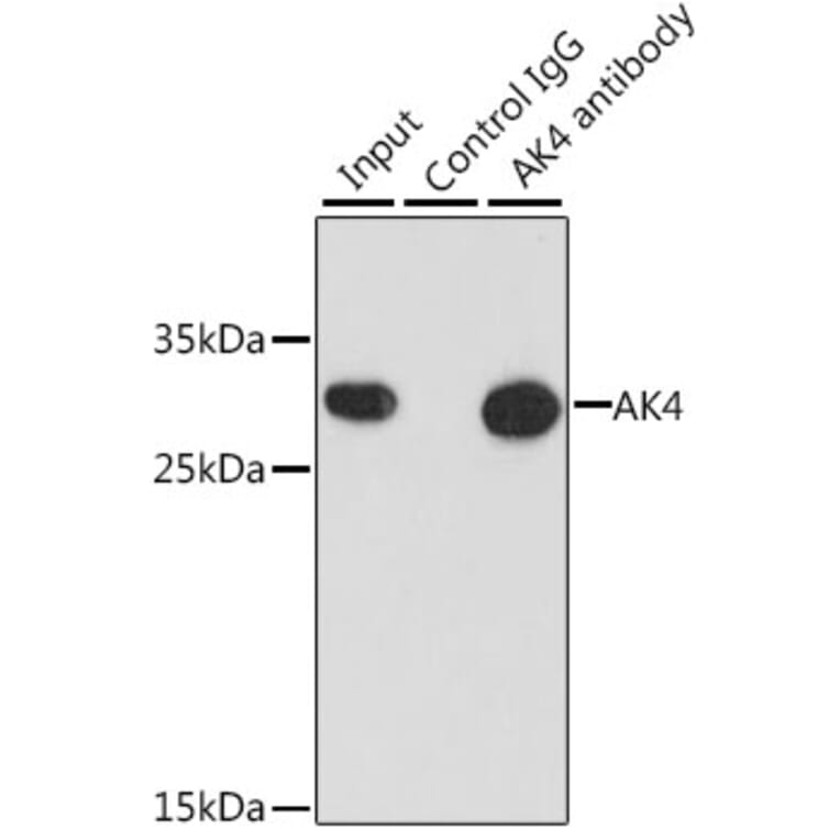 Immunoprecipitation - Anti-AK3L1 Antibody (A88908) - Antibodies.com