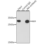 Immunoprecipitation - Anti-AK3L1 Antibody (A88908) - Antibodies.com